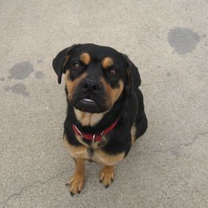 Meet your Posher, Sam